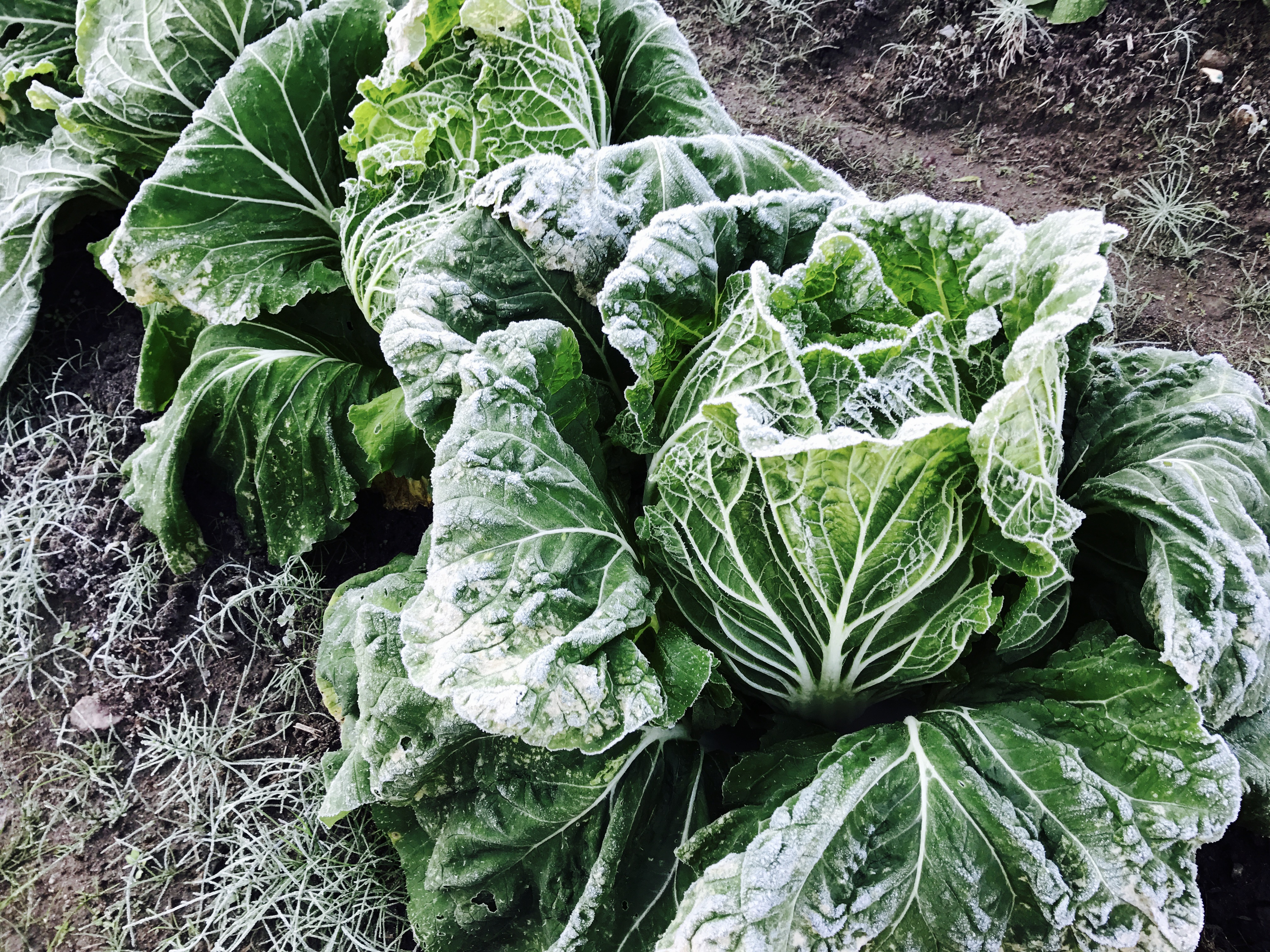 丑年初カレーは、霜降り白菜で「白菜カレー」Plus「甘長唐辛子のジャコ炒め」ひょうたんくんの豊肥沿線11物語