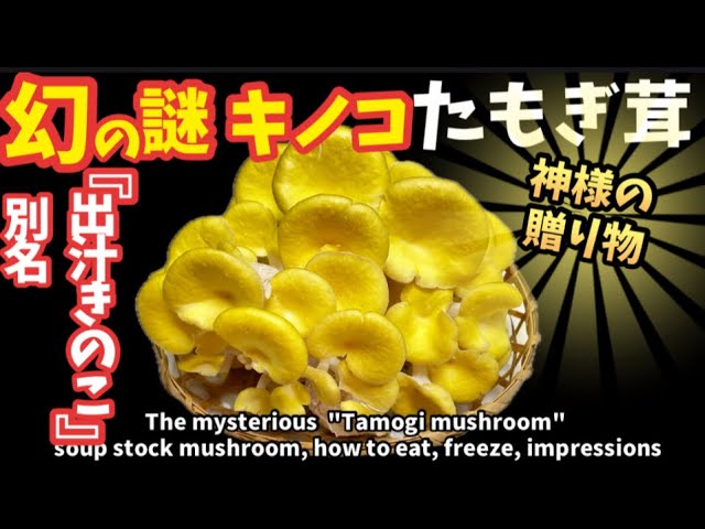 たもぎ茸の旬の時期は？より楽しめる保存方法とはたもぎたけ専門 たもぎ屋