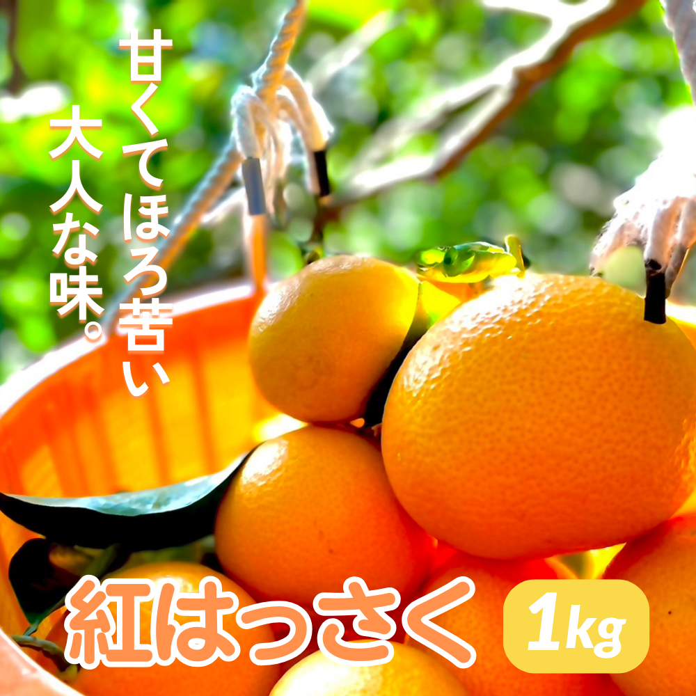 紅八朔の旬な時期は？品種や味の特徴と食べ方・保存方法も紹介 –産地直送お取り寄せ通販 トドクヨ