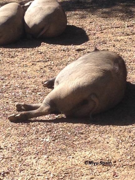 イベリコ豚とは?ウソとホントについて詳しく解説！ – ロスゼロ
