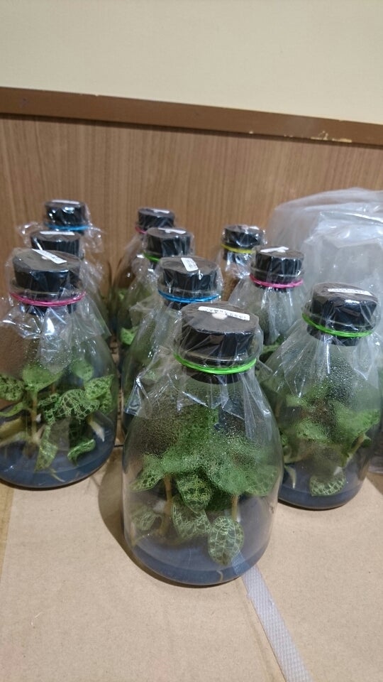 より自然に、宝石の森🌿。 □ボトルパルダリウム□ それぞれの植物が上に下へと成長しています。 より自然になってきました🤔。 ジュエルオーキッドも成長してます🌿アネクトキルスの赤味が増してきましたね。 4、５枚目のpicと動画は、 ジュエルオーキッドを枯らしてし