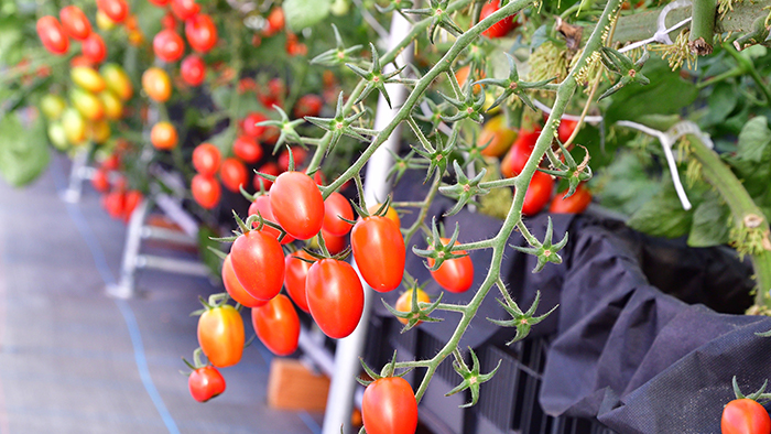 ミニトマトの育て方・栽培方法LOVEGREEN ラブグリーン