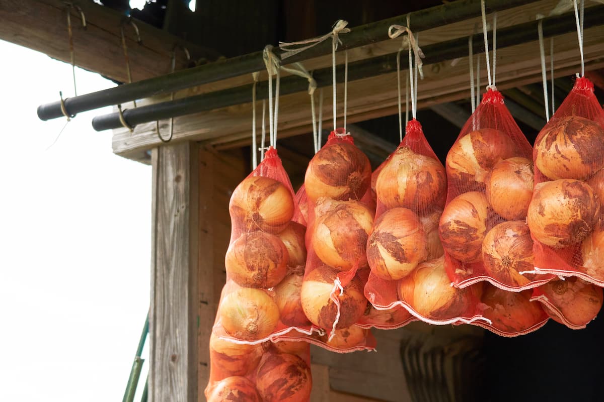 ひと手間が大事 玉ねぎを長期保存するためには〇〇をしてください