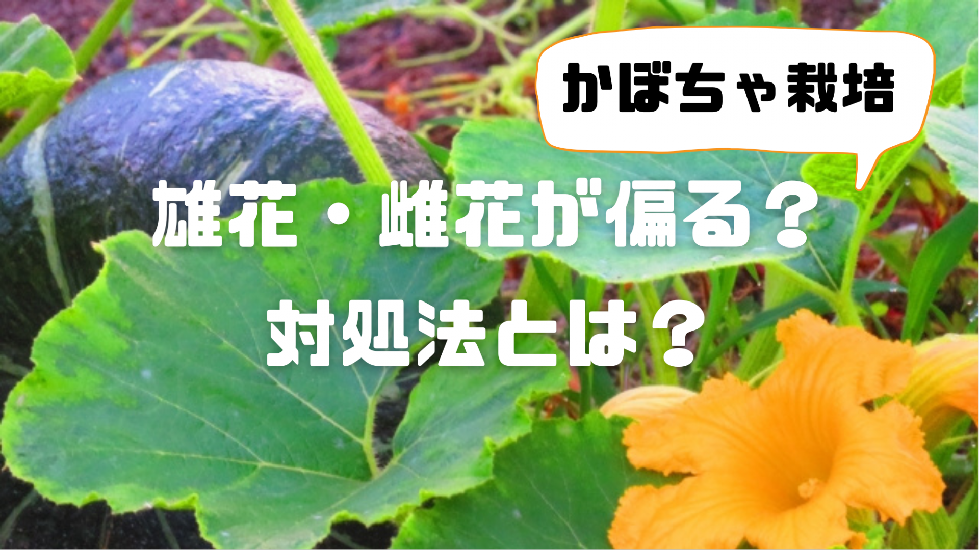 カボチャの受粉とトマトの下葉整理！ その他等々。: ヒゲおやじの気まま流野菜作り日記
