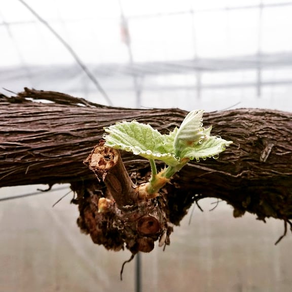 ぶどうを種から育てる育成記録〜その1knewmon