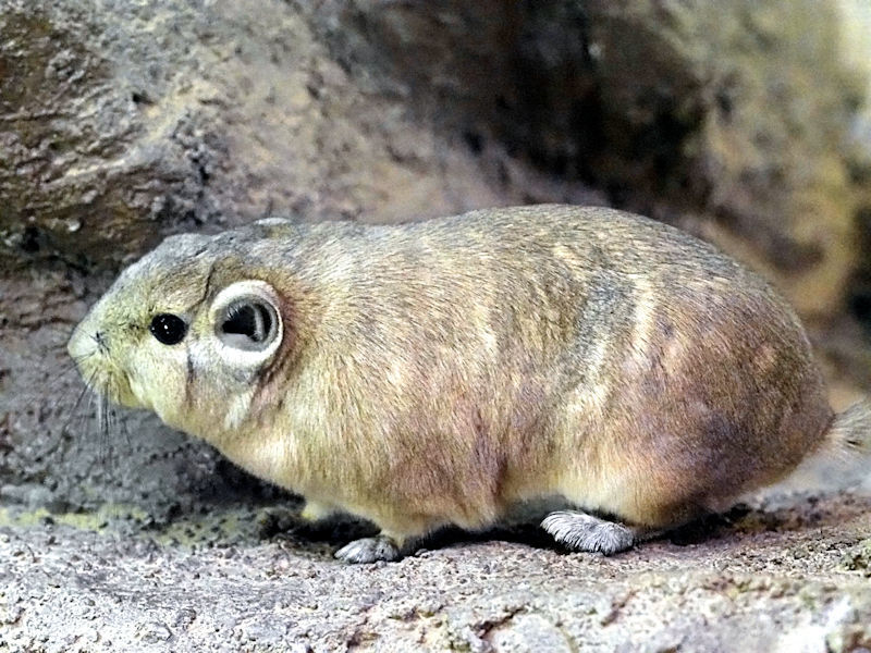 ビスカッチャ フォックス 毛皮コート ニューヨーカー チンチラ科 ※右肩に傷有り 楽天市場特別