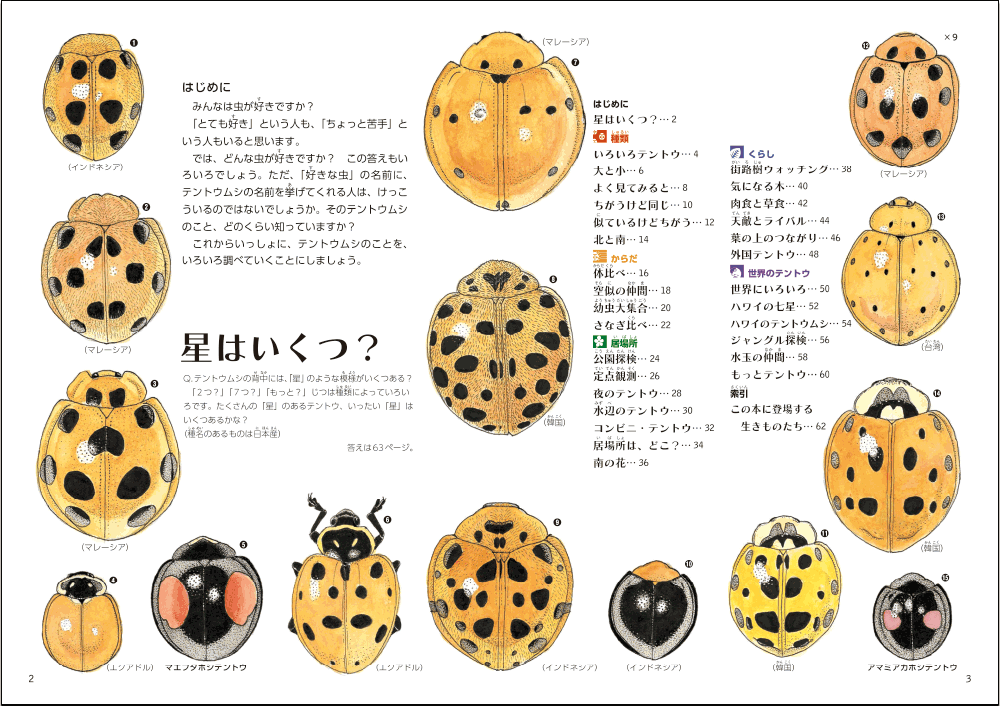 画像付き てんとう虫は主に3種類！害虫・益虫の見分け方と駆除方法を解説