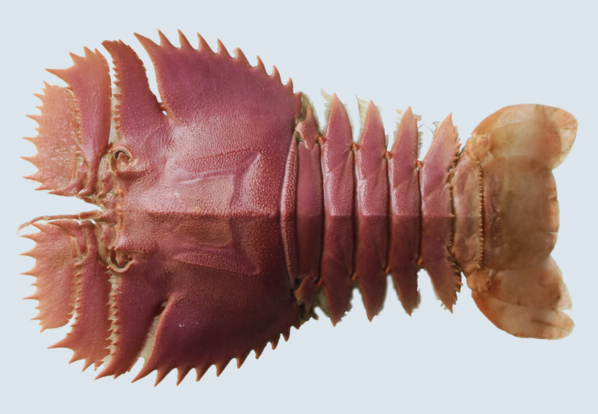 ウチワエビ半身セット特産品 - 平戸商店