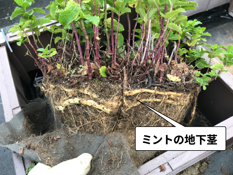 ミントの発芽についての嬉しい報告
