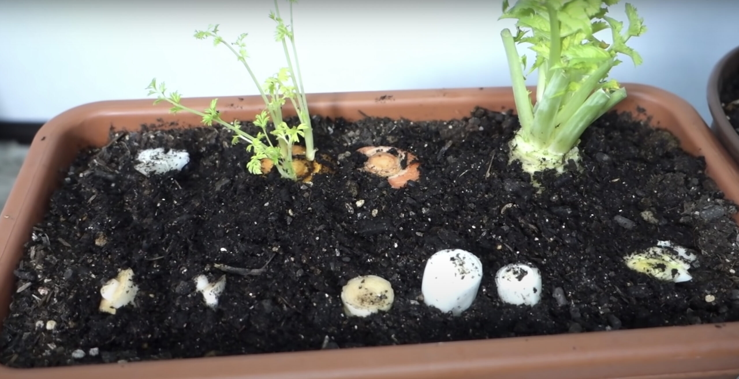 大根の葉の再生栽培野菜•ダイコン•水耕栽培•水栽培•リボベジ•ハイドロカルチャー室内ガーデニング