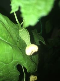 梅雨の中、ゴーヤに実がつく Get Back to nature 〜自然に帰ろう〜 - 楽天ブログ