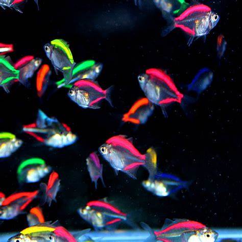 オンラインショップ