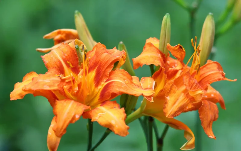 3月13日の誕生花はカンゾウ,チューリップ 黄 ,フリージア 白 ,アネモネ,イカリソウ,カルセオラリア,アルストロメリア,タンポポです。 –株式会社科学技術研究所