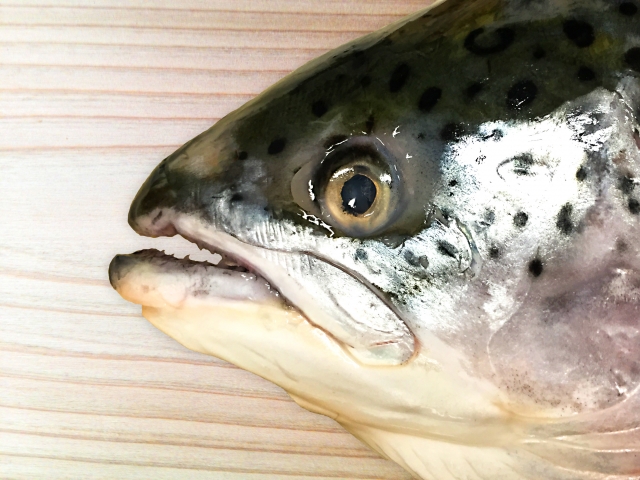 迷ったらコレ！「アトランティックサーモン」の人気レシピ5選 - macaroni