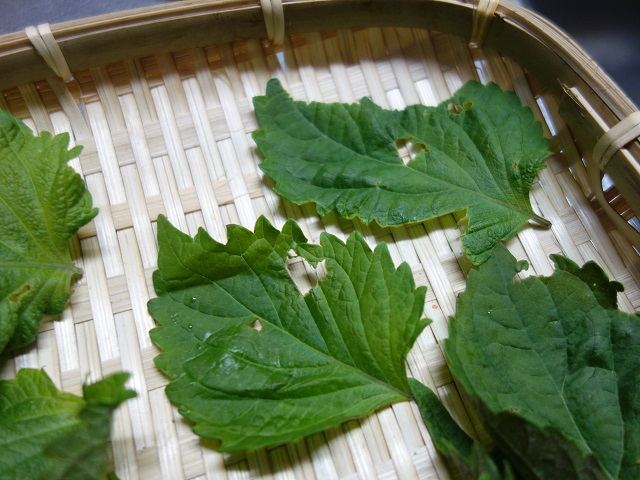 赤紫蘇の栽培育て方のコツや収穫の時期、種まきの方法は？HORTI by GreenSnap