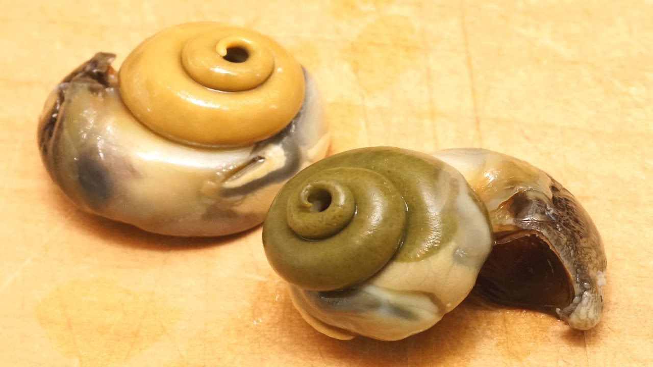 ニナ貝はじめました✨食べチョク産地直送 産直 お取り寄せ通販 - 農家・漁師から旬の食材を直送