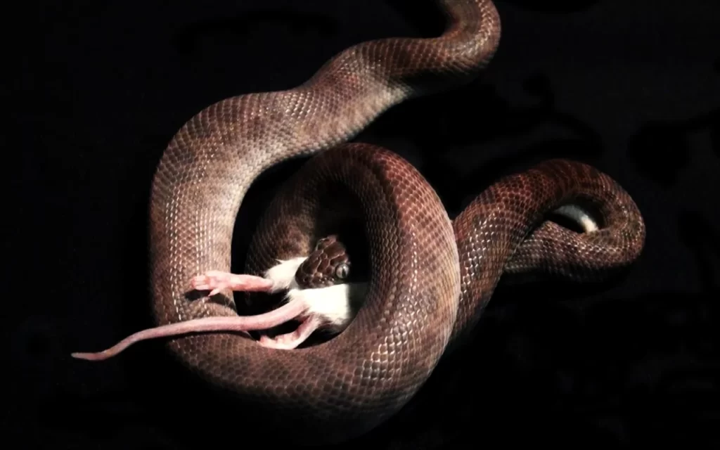 キングコブラが食べられる！ ベトナムの不思議なレストラン - インド大好き！ティラキタブロ グインド大好き！ティラキタブロ グ