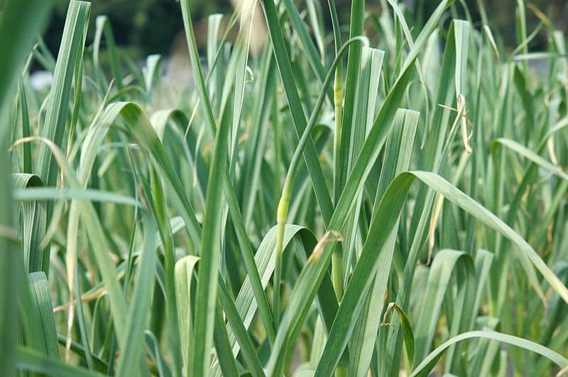 芽が出たにんにくは食べても大丈夫？対処法や正しい保存方法をご紹介デリッシュキッチン