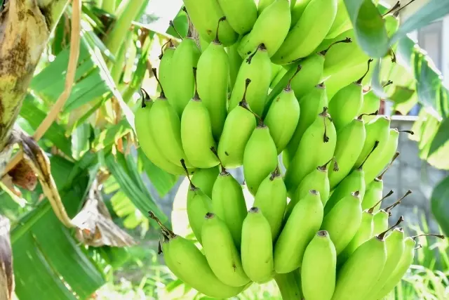 バナナの保存で失敗しない！正しい方法とは？野菜ソムリエが徹底解説 - macaroni