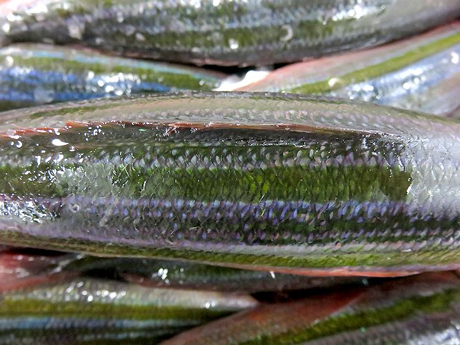 グルクンってどんな魚？沖縄ではお馴染みの料理、釣り方を解説TSURI HACK 釣りハック