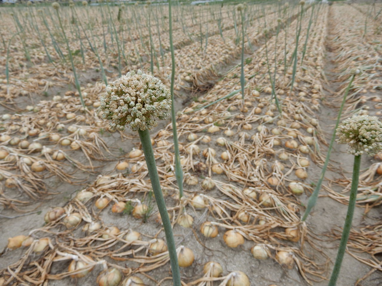 ネギ坊主ができたタマネギの写真・画像素材-Snapmart スナップマート