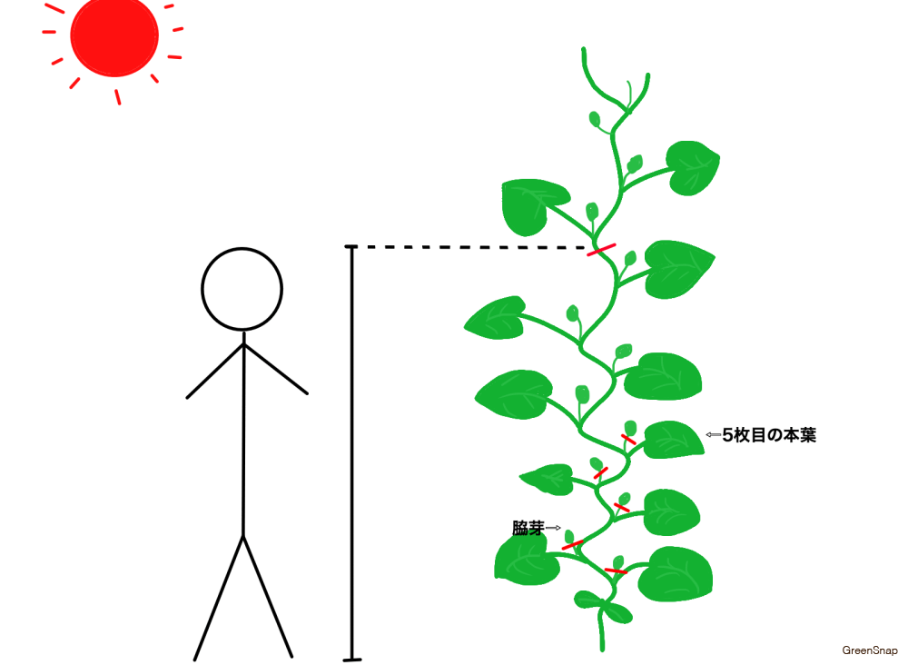 きゅうりの子ヅル取りと芽かきのコツ