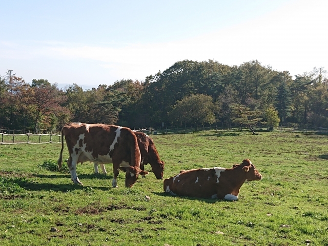 本日の朝方、ガンジー種のガンコが赤ちゃんをうみました。予定日より6日遅れての出産ですが、母子ともに健康です。ガンコ、赤ちゃん、本当にお疲れ様でした。ガンジーのガンコ予定日より6日遅れ丑年うまれはじめての赤ちゃん