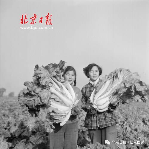 在我附近购买新鲜大白菜可享受免费送货