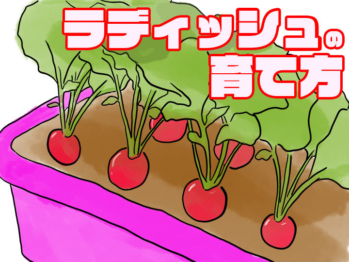 ラディッシュ 二十日大根 の育て方 種まき時期や収穫時期は