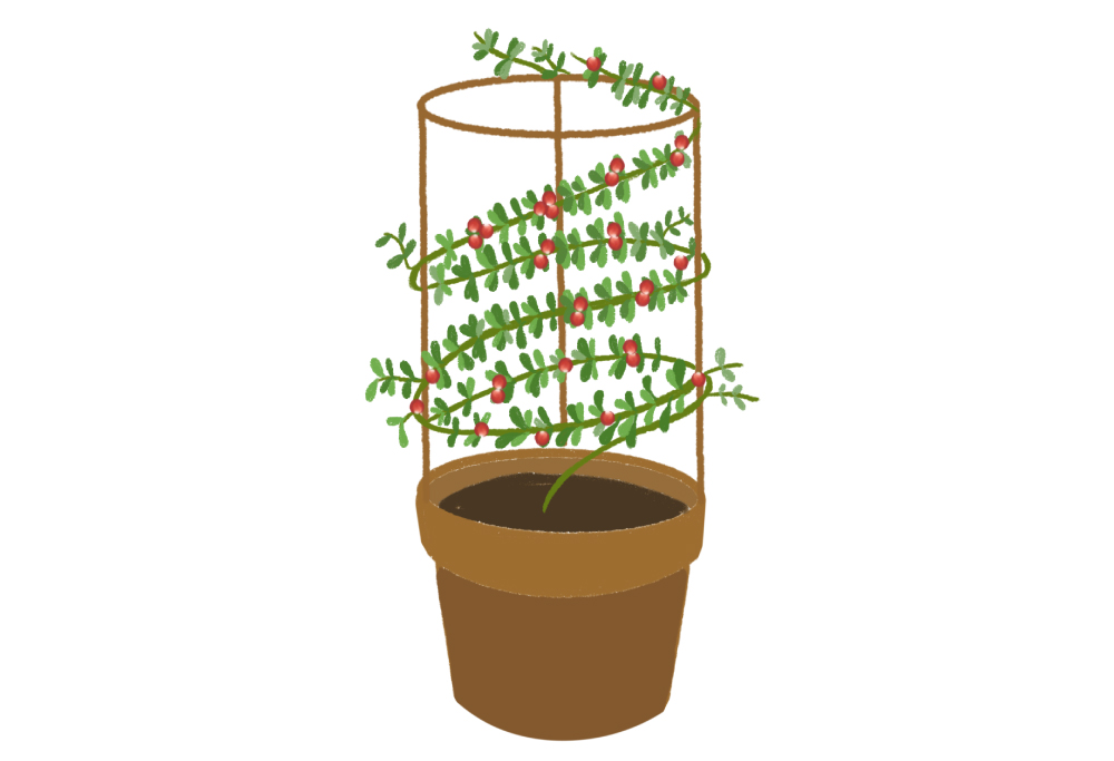 クランベリーとは？栄養成分から歴史まで – フスボン