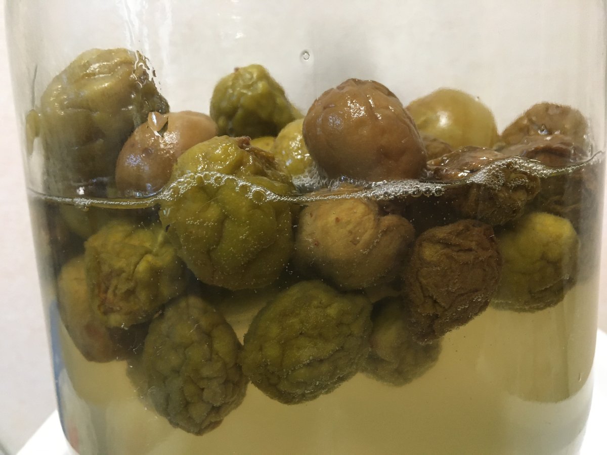 梅酒の仕込み時期は？梅がしわしわにならないコツは？賞味期限は？魔女の知恵