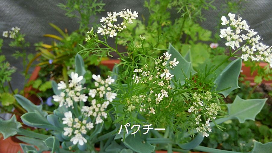 意外と知らない“野菜のお花” かわいくて、個性的な形がおもしろい！インフォメーション