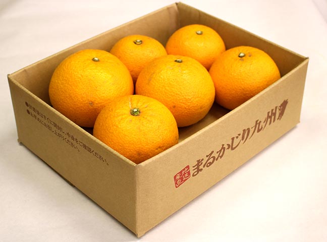 家庭用・因島ブランド 大しまの紅八朔 べにはっさく果物 オレンジ・その他みかん 産直アウル農家から直接野菜などの食材を購入できる産地直送の宅配通販サイト