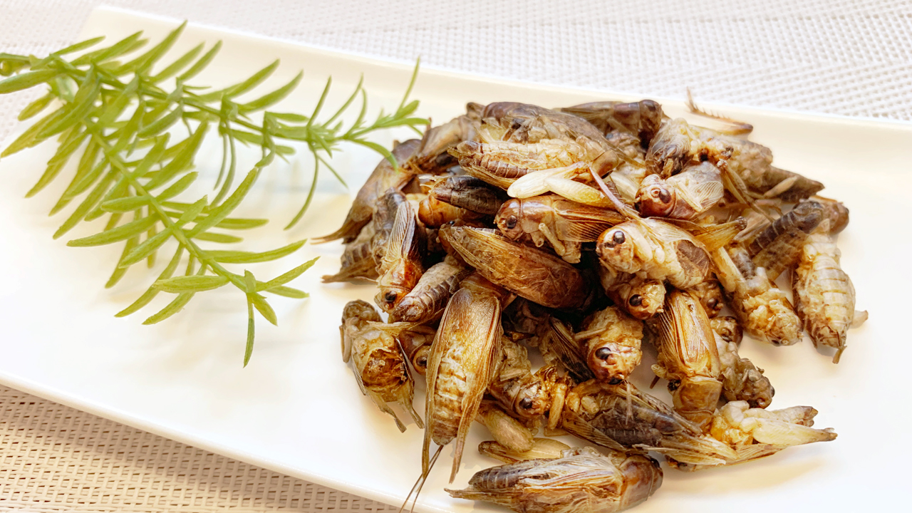 食用コオロギ国内生産量No.1のグリラスがコオロギを使用した食品原料の新ブランド「C. TRIAOriginals シートリアオリジナル 」を自社ECで展開株式会社グリラスのプレスリリース