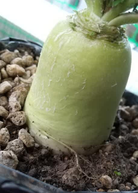 大根とラディッシュのペットボトル栽培に挑戦だい‼️🍀GreenSnap グリーンスナップ