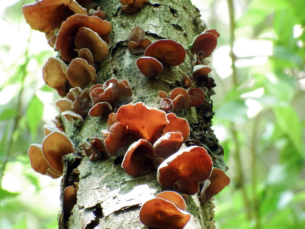 山形白い森のきのこハウス きくらげ栽培キット