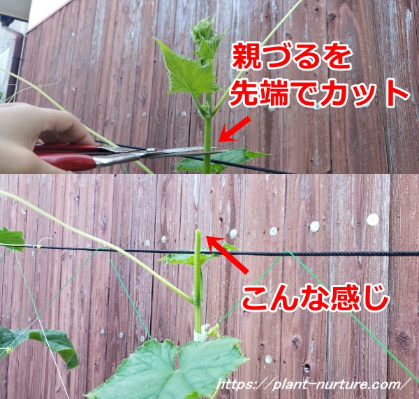 きゅうり雄花ばかり咲く 雌花を増やす方法は光？肥料バランス？まりもの暮らし