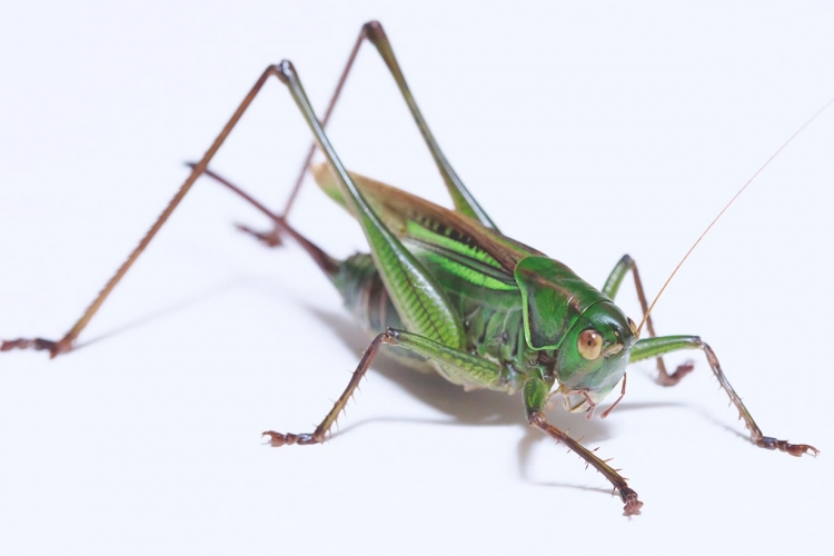 捕まえたバッタの上手な飼い方とは？ エサの種類や水やりの方法などを全解説となりのカインズさん