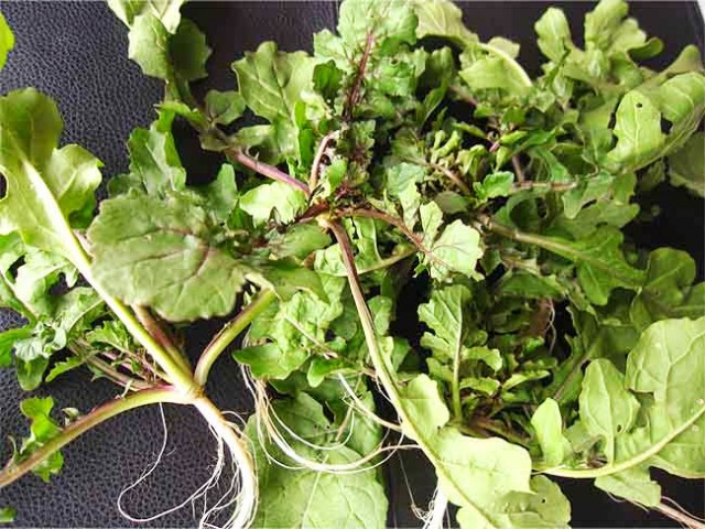 ルッコラと生ハムの春巻き レシピ・作り方 by macman3737 - 楽天レシピ