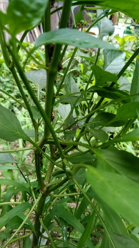 ピーマン・ししとう カメムシ類 : こうち農業ネット