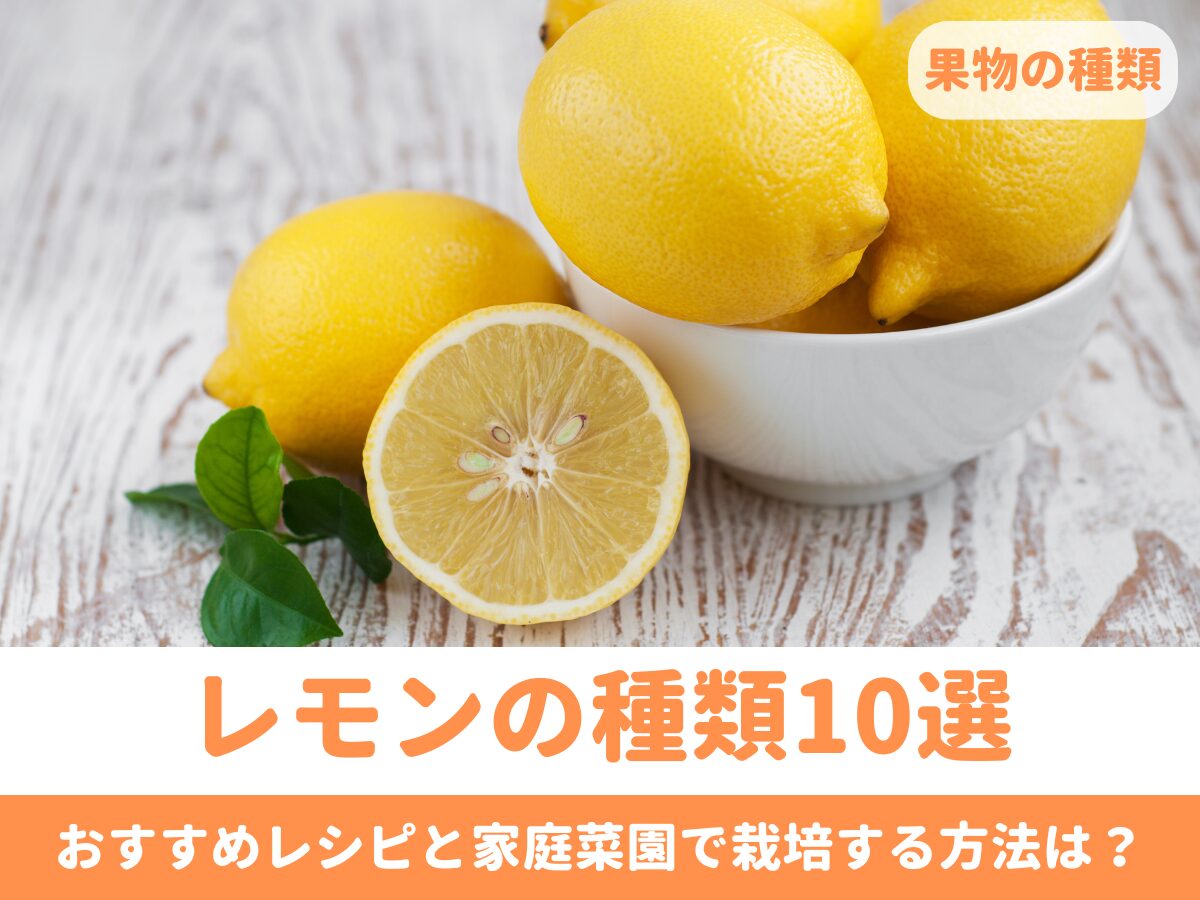 楽天市場 レモンチューハイ レモンサワー 6種 飲み比べ バラエティ 6種×各4本 350ml 1ケース チューハイ : 酒デポ 楽天市場店