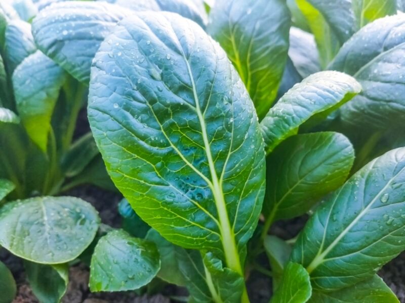 小松菜のカルシウムや鉄分の吸収率を上げる、〇〇を使った極旨レシピのご紹介♪あったか野菜農園あったか野菜農園