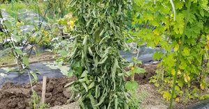 トマトの肥料過多についてグリーンマーケット