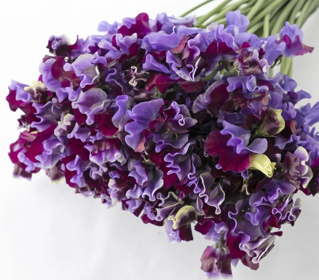 スイートピー紫アメジストハナイチ花と植物、資材の仕入れサイト