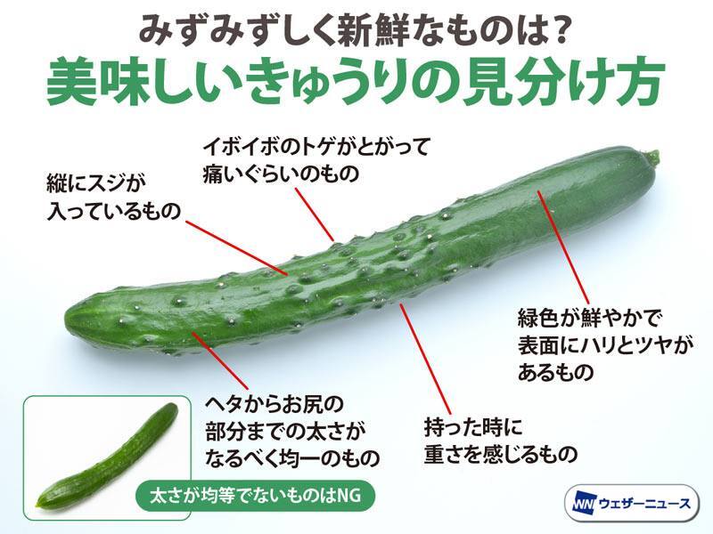 昔ながらのイボイボ四葉キュウリをおいしく食べるには？選び方と、下ごしらえ方法「colocal コロカル」ローカルを学ぶ・暮らす・旅する