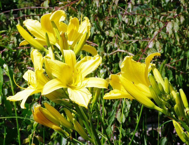 まめせんブログ: カンゾウの花