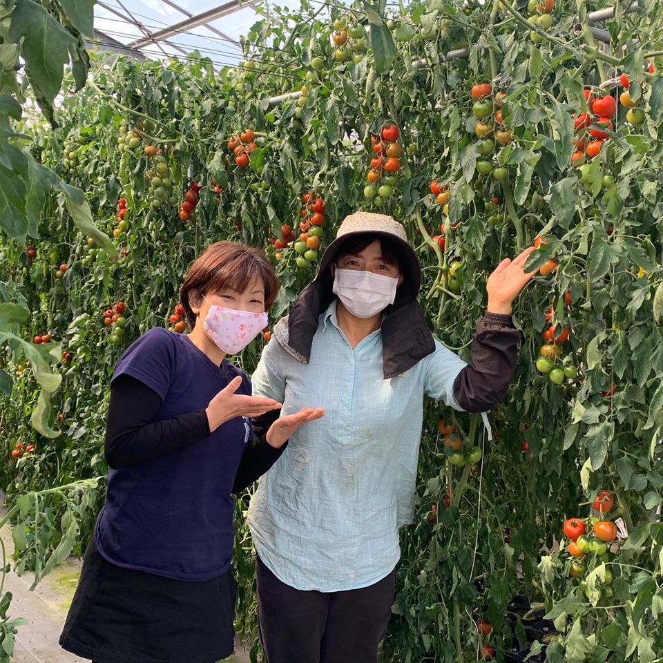 入る」だけじゃない源泉掛け流し 折れそうな心を支えたトマト栽培静岡県 ：朝日新聞