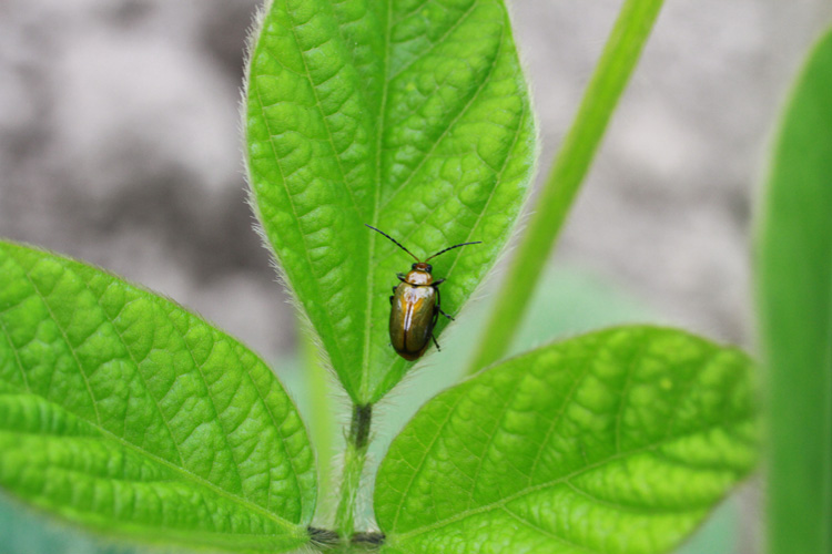 大豆と小豆の芽生え