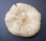 ウラベニホテイシメジ徒然野食ハンマープライス