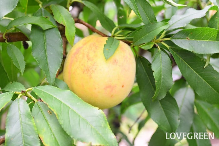 果物の木イラスト - No: 1452130無料イラスト・フリー素材なら「イラストAC」